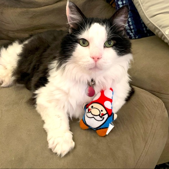 PLEASE READ PRIOR TO PURCHASE ❤️🐱🐱 - Picture 1 of 2